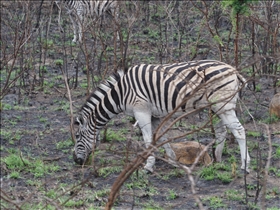 Hluhluwe-Umfolozi Park